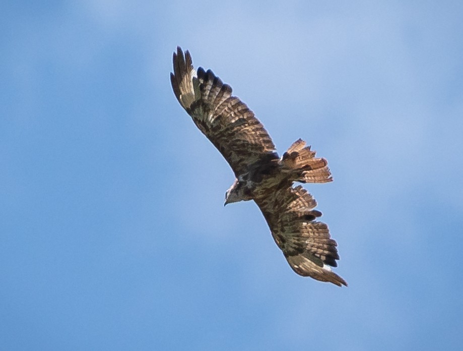 Long-legged Buzzard - ML467922871