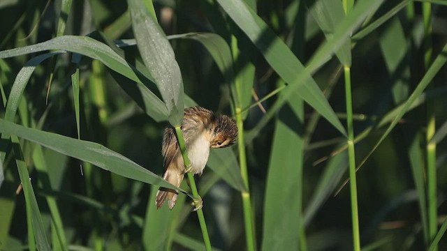 Sedge Warbler - ML467922981