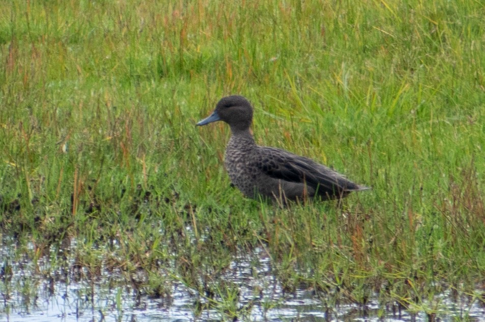 Andean Teal (Merida) - ML467923901