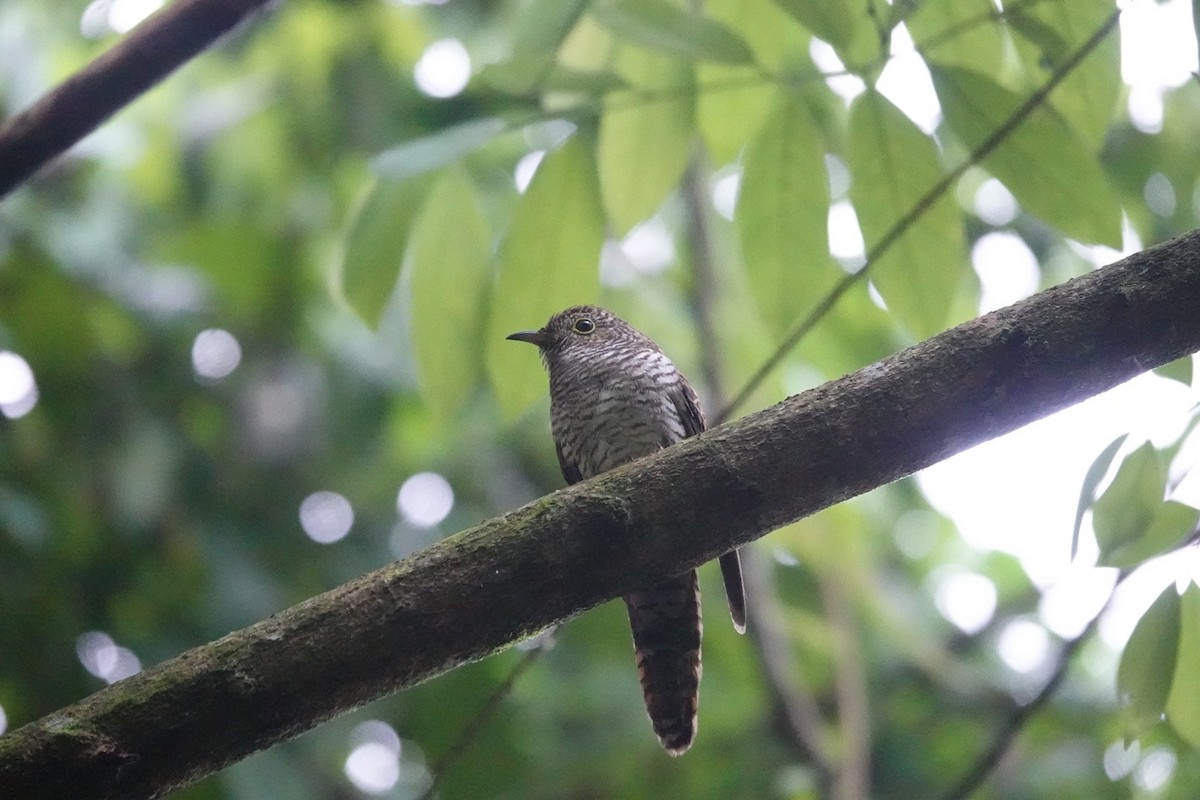 Brush Cuckoo - ML467924011