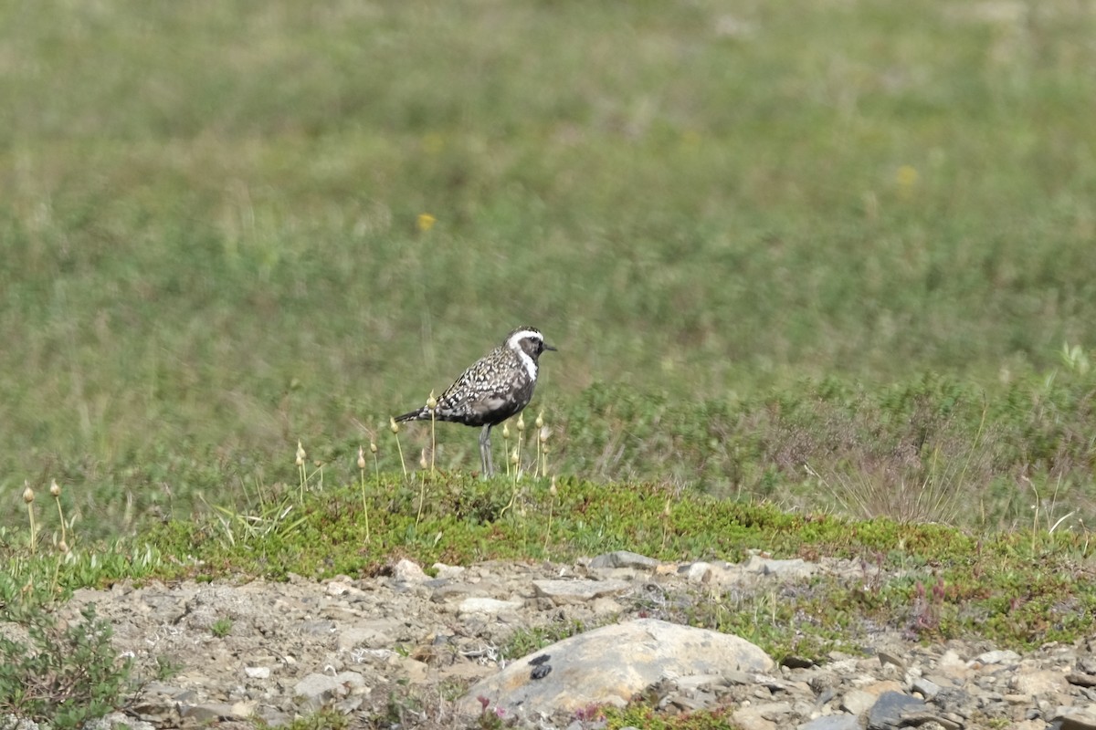 American Golden-Plover - ML467924301