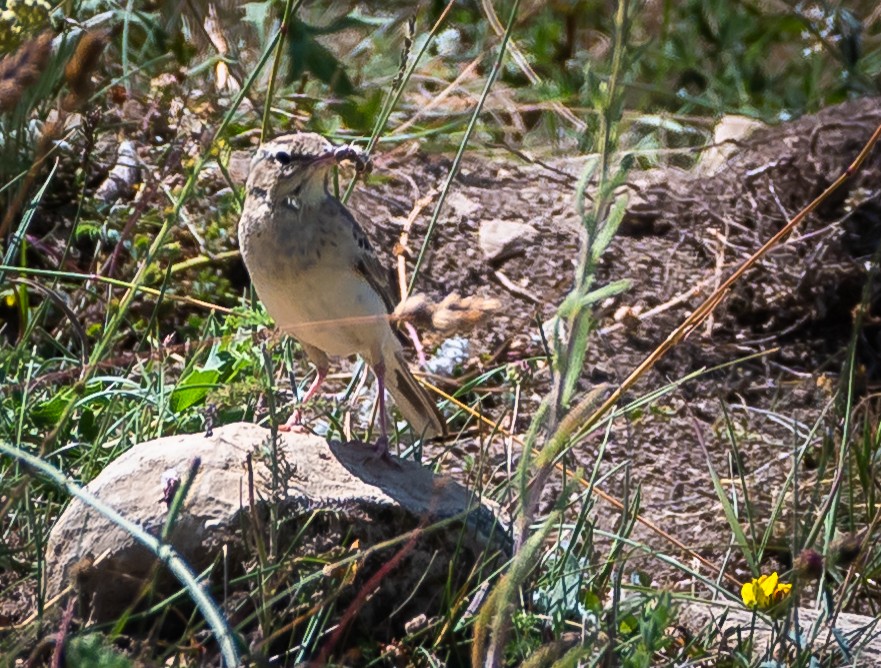 Pipit rousseline - ML467925291