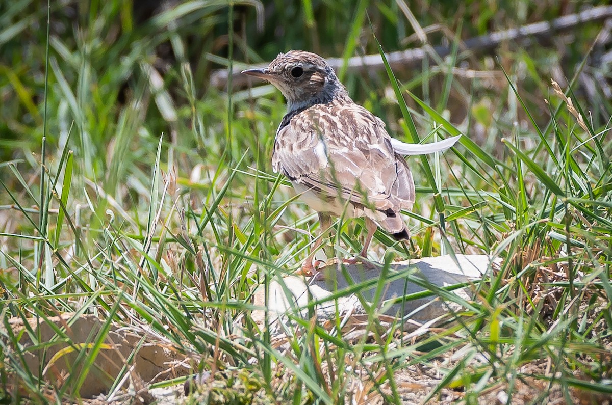 Eurasian Skylark - Ramachandran Rajagopal