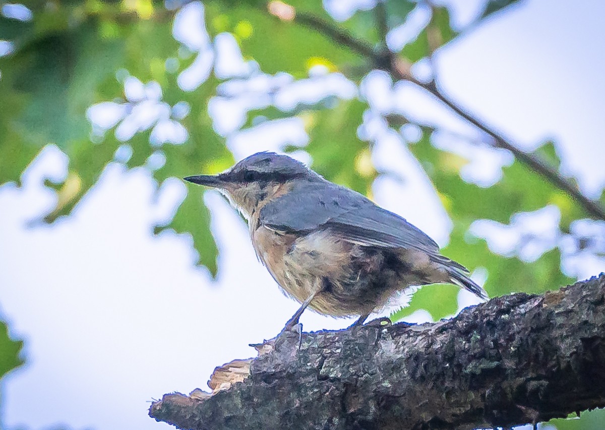 Eurasian Nuthatch - ML467926041