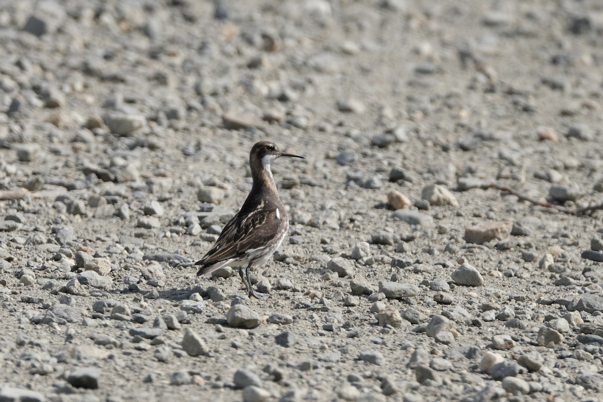 Phalarope à bec étroit - ML467926331