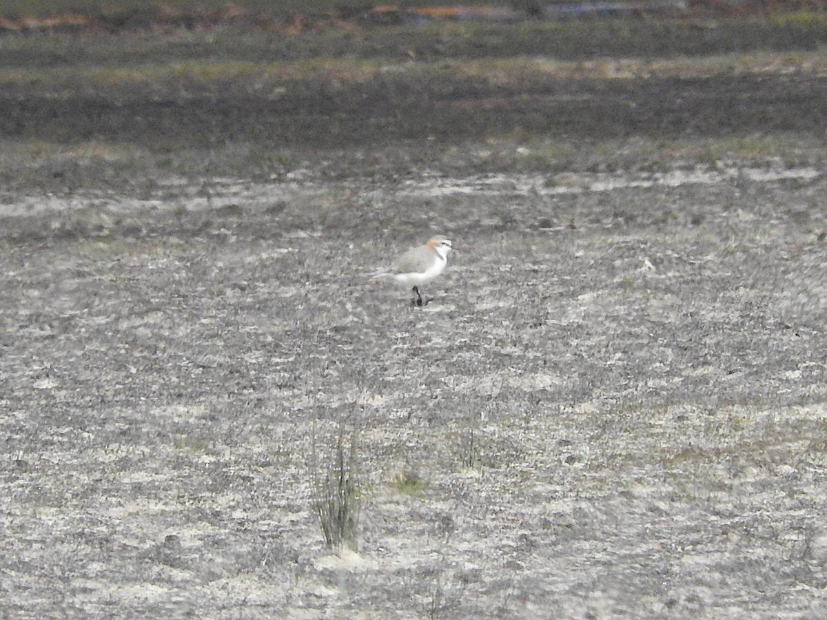 Red-capped Plover - ML467926541