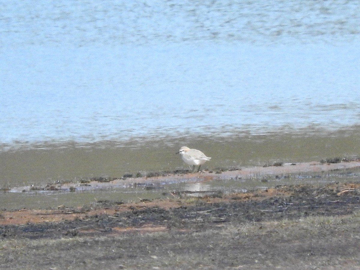Red-capped Plover - ML467926641