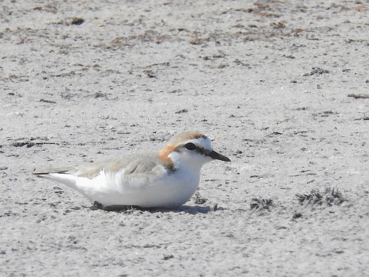 Red-capped Plover - ML467926981