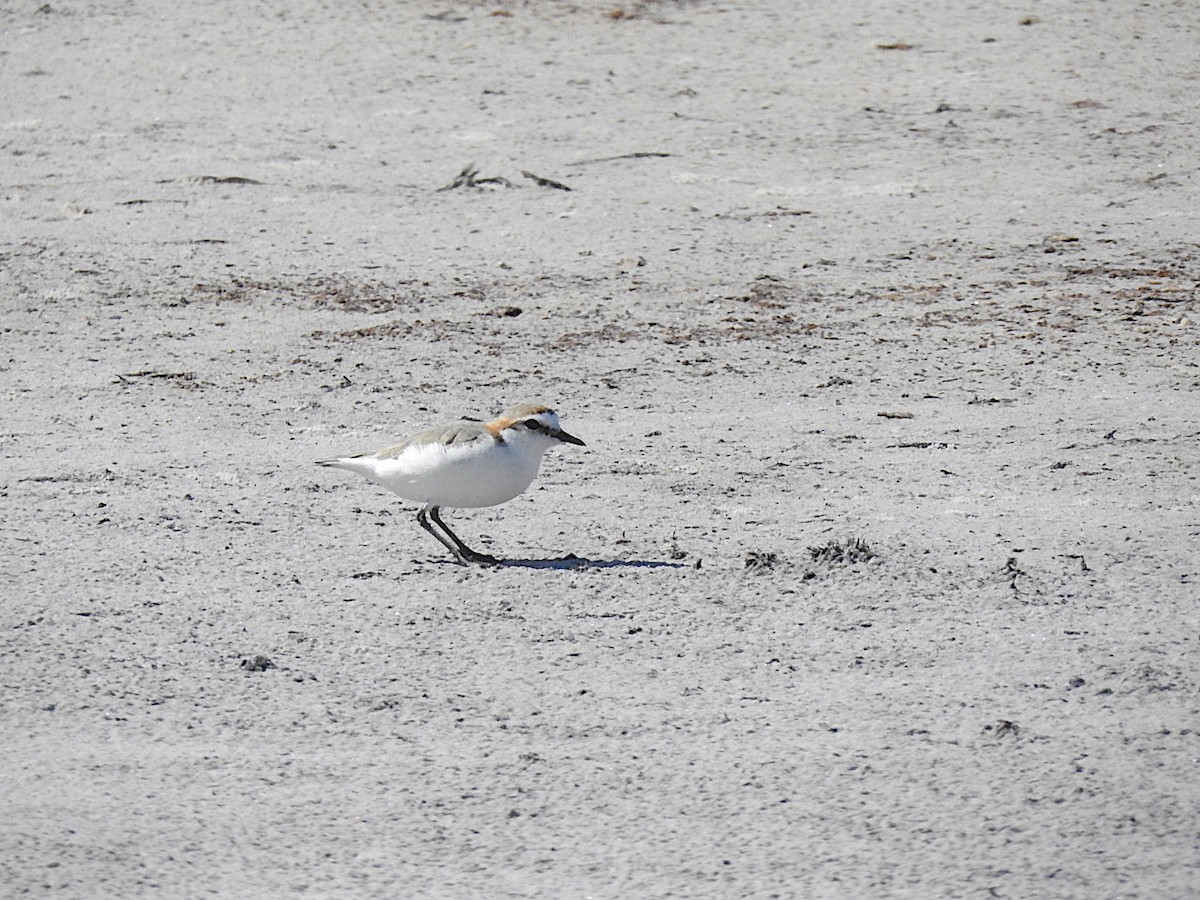 Red-capped Plover - ML467927031