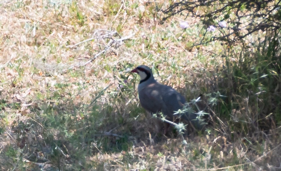 Chukar - ML467927831