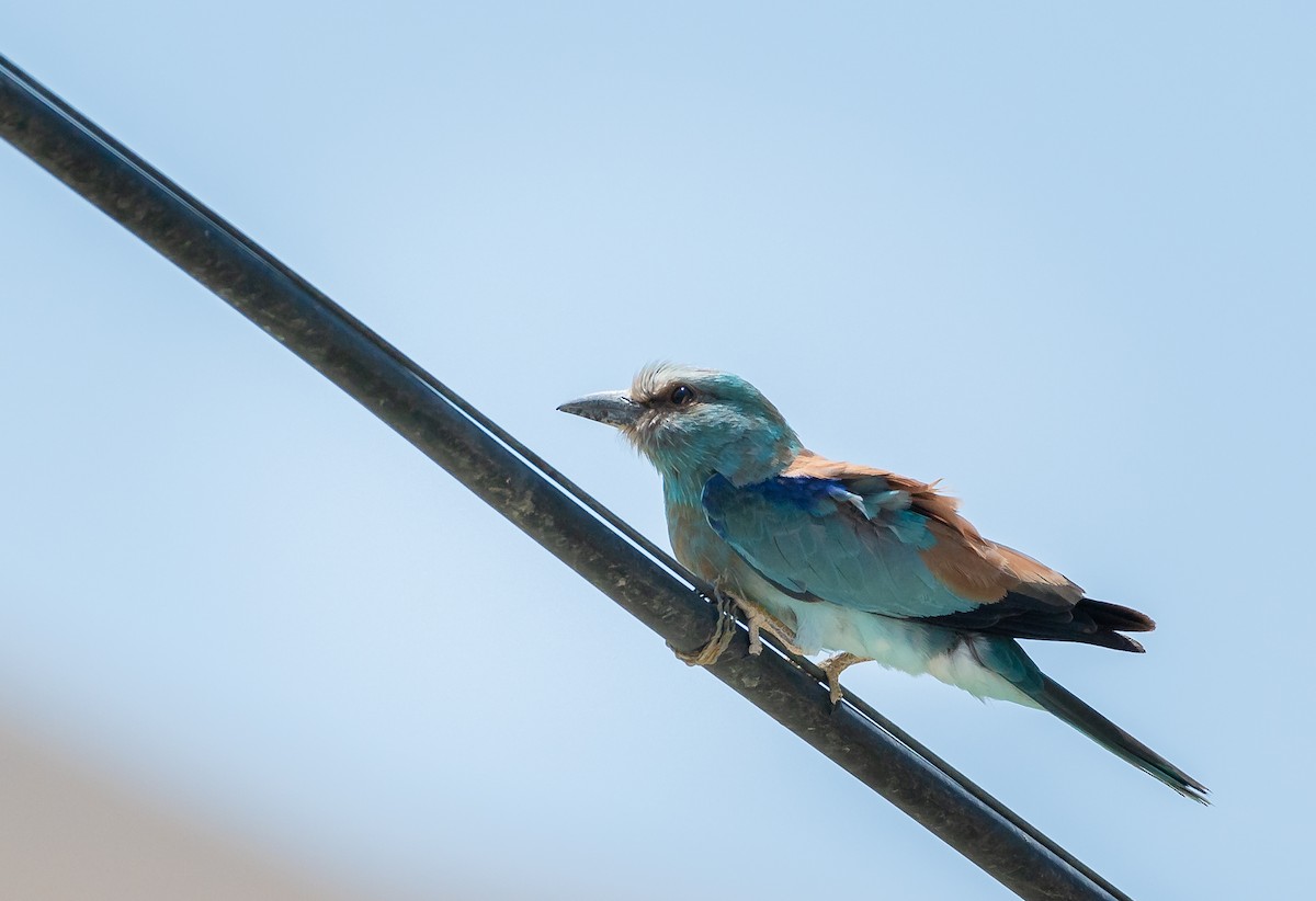 European Roller - ML467928111