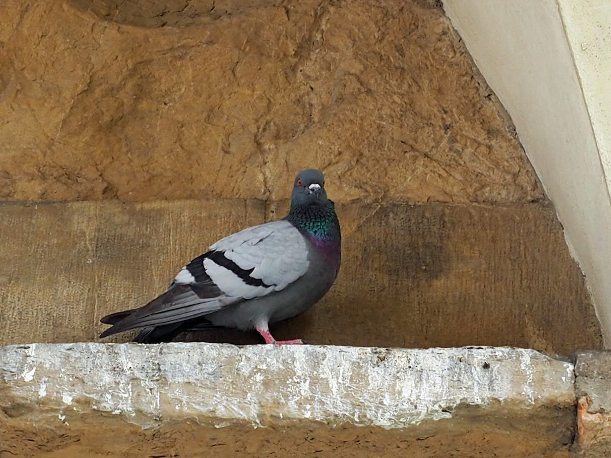 Rock Pigeon (Feral Pigeon) - ML467929741