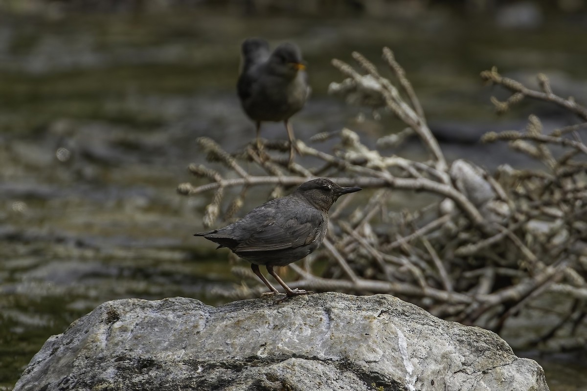 American Dipper - ML467930451