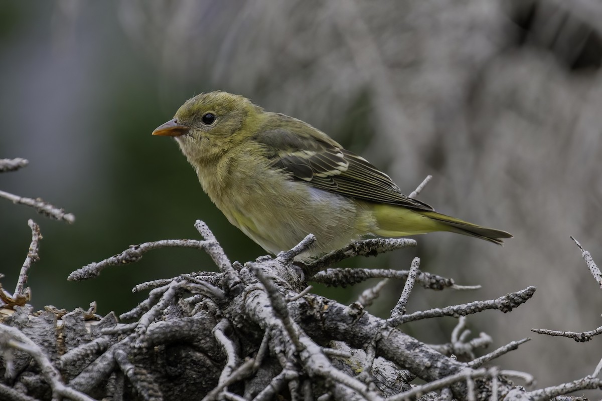 Western Tanager - ML467930941