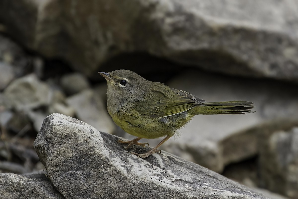 MacGillivray's Warbler - ML467930981