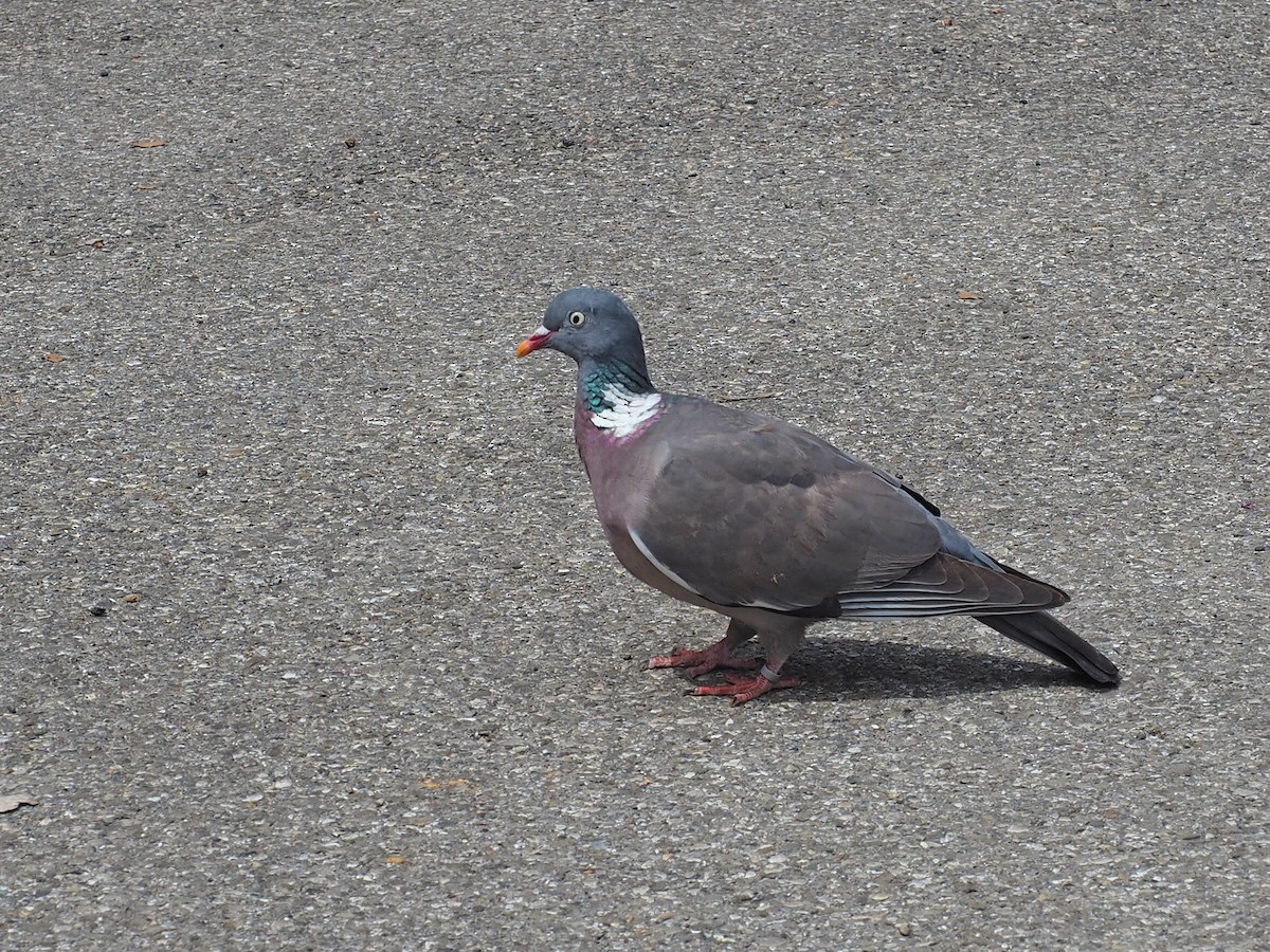 Common Wood-Pigeon - ML467931881