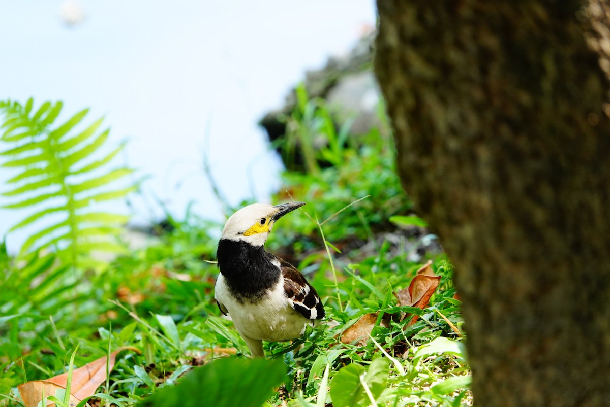 Black-collared Starling - ML467933011