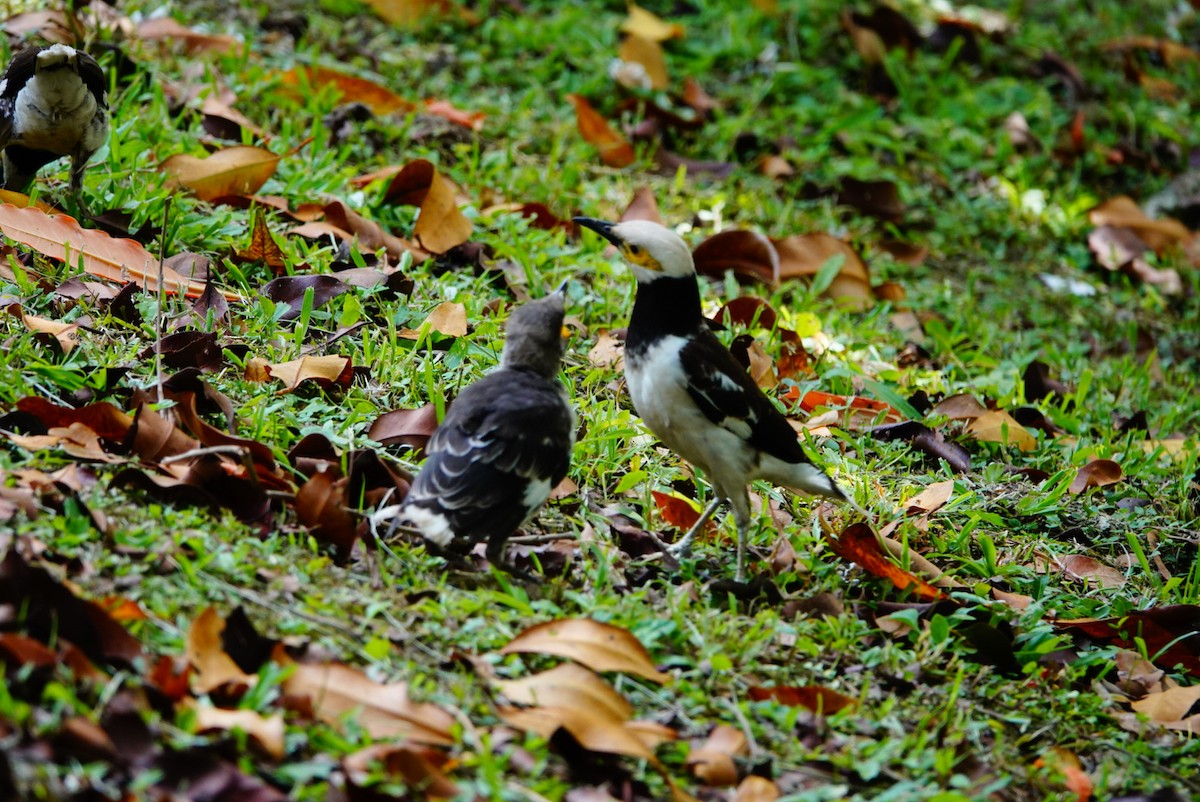 Black-collared Starling - Chao-Ju Su