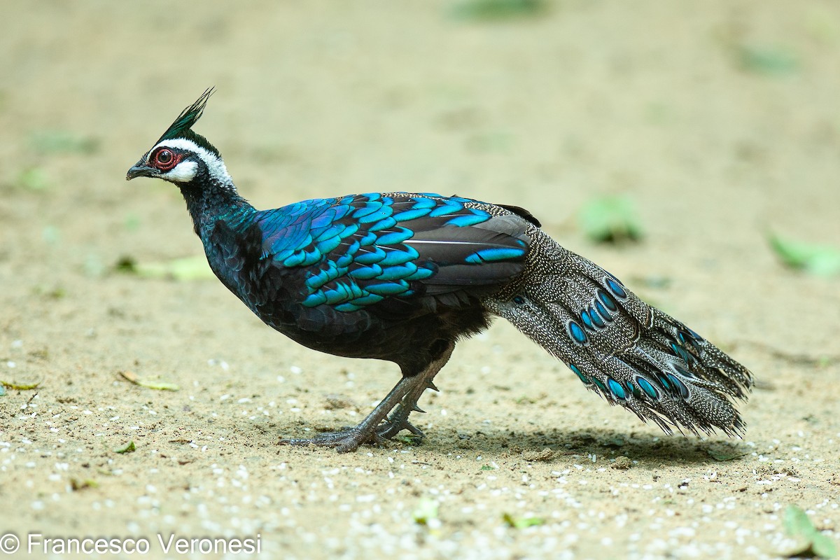 Palawan Peacock-Pheasant - ML467933761