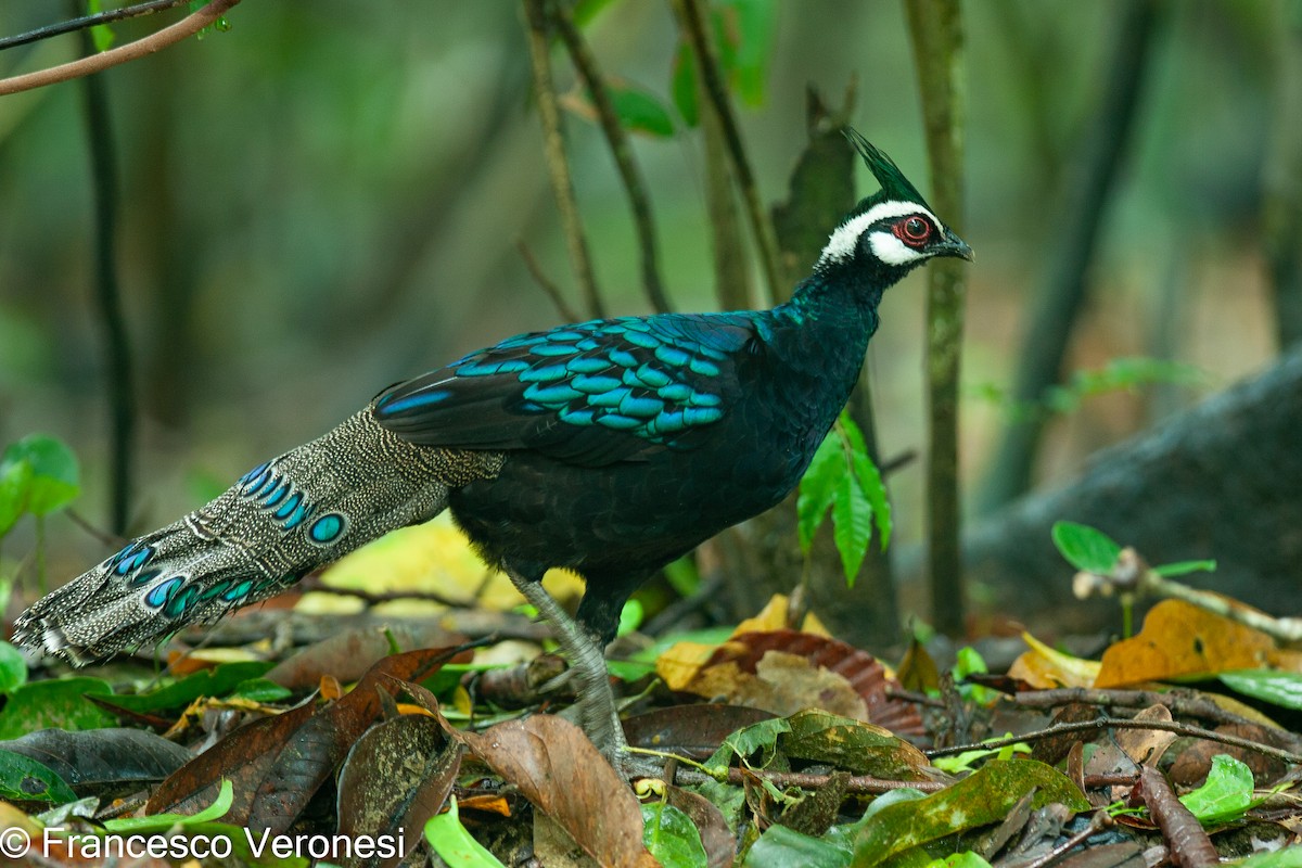 Palawan Peacock-Pheasant - ML467933771