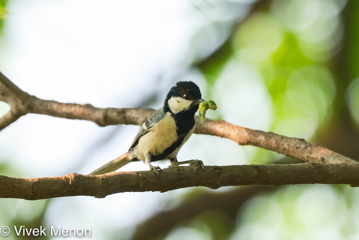 Cinereous Tit - ML467934431