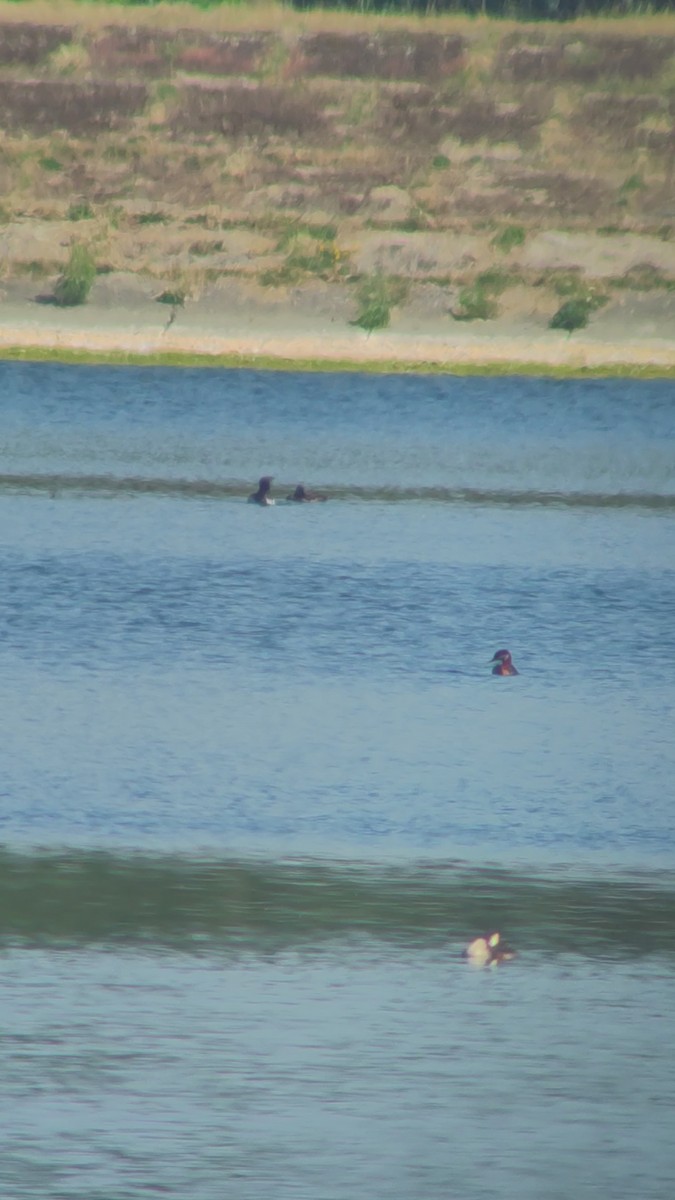 Red-necked Grebe - ML467934771