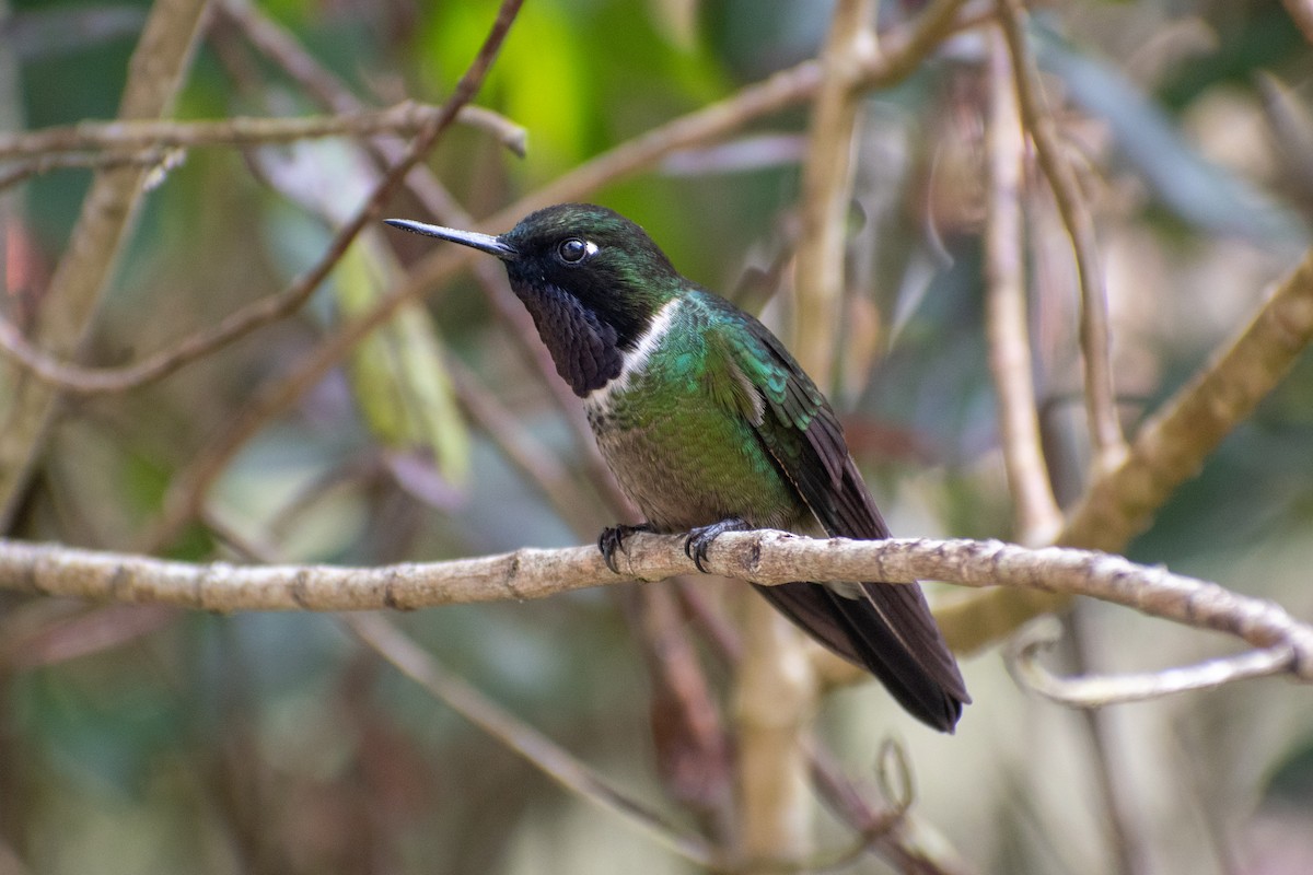 Longuemare's Sunangel - Sarah M