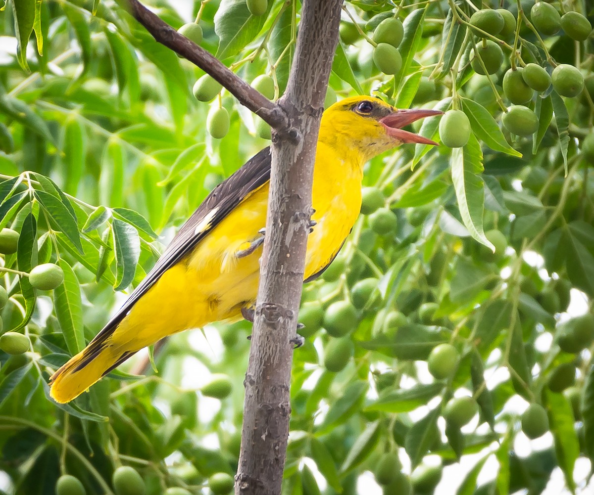 Eurasian Golden Oriole - ML467935191