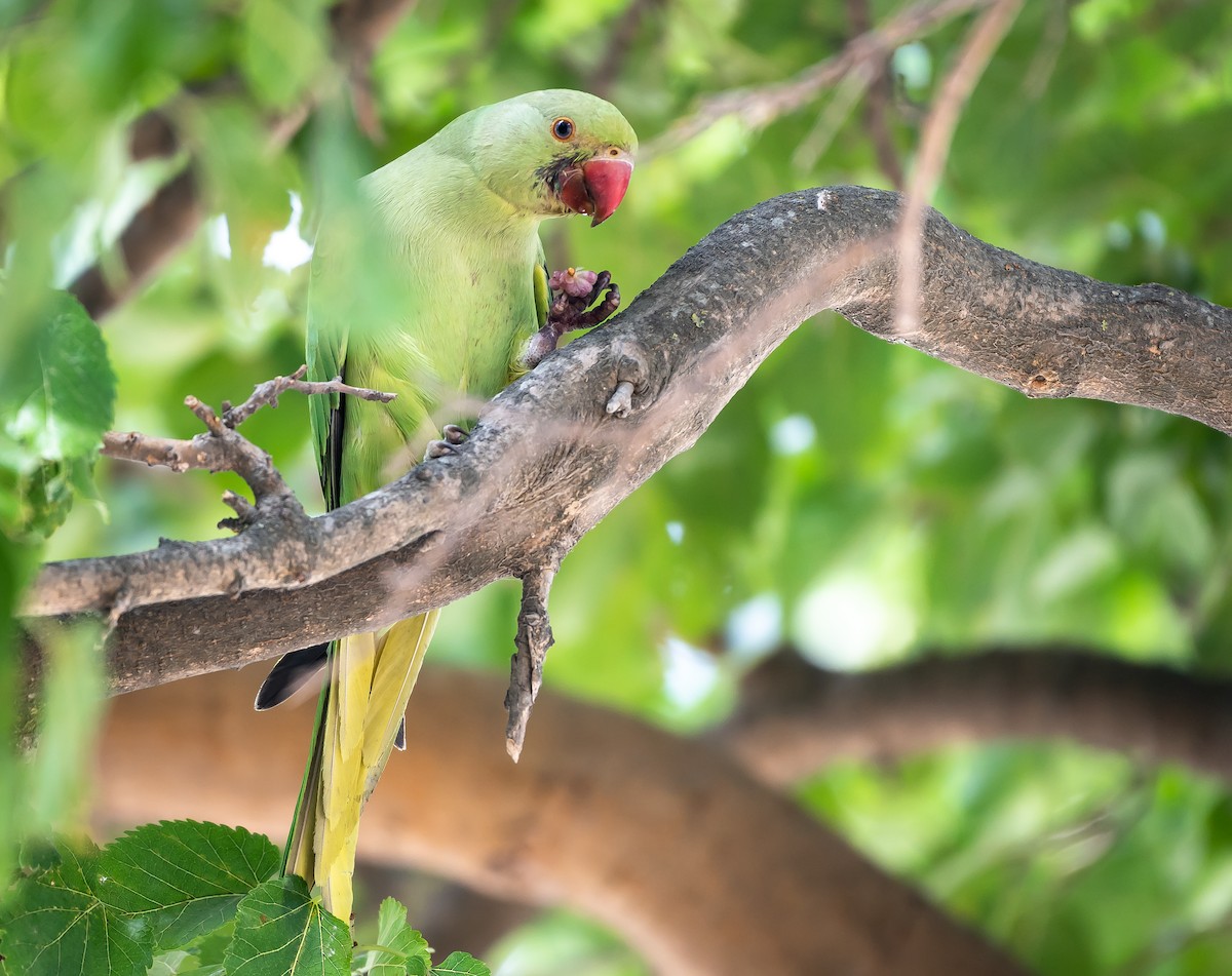 Rose-ringed Parakeet - Ramachandran Rajagopal