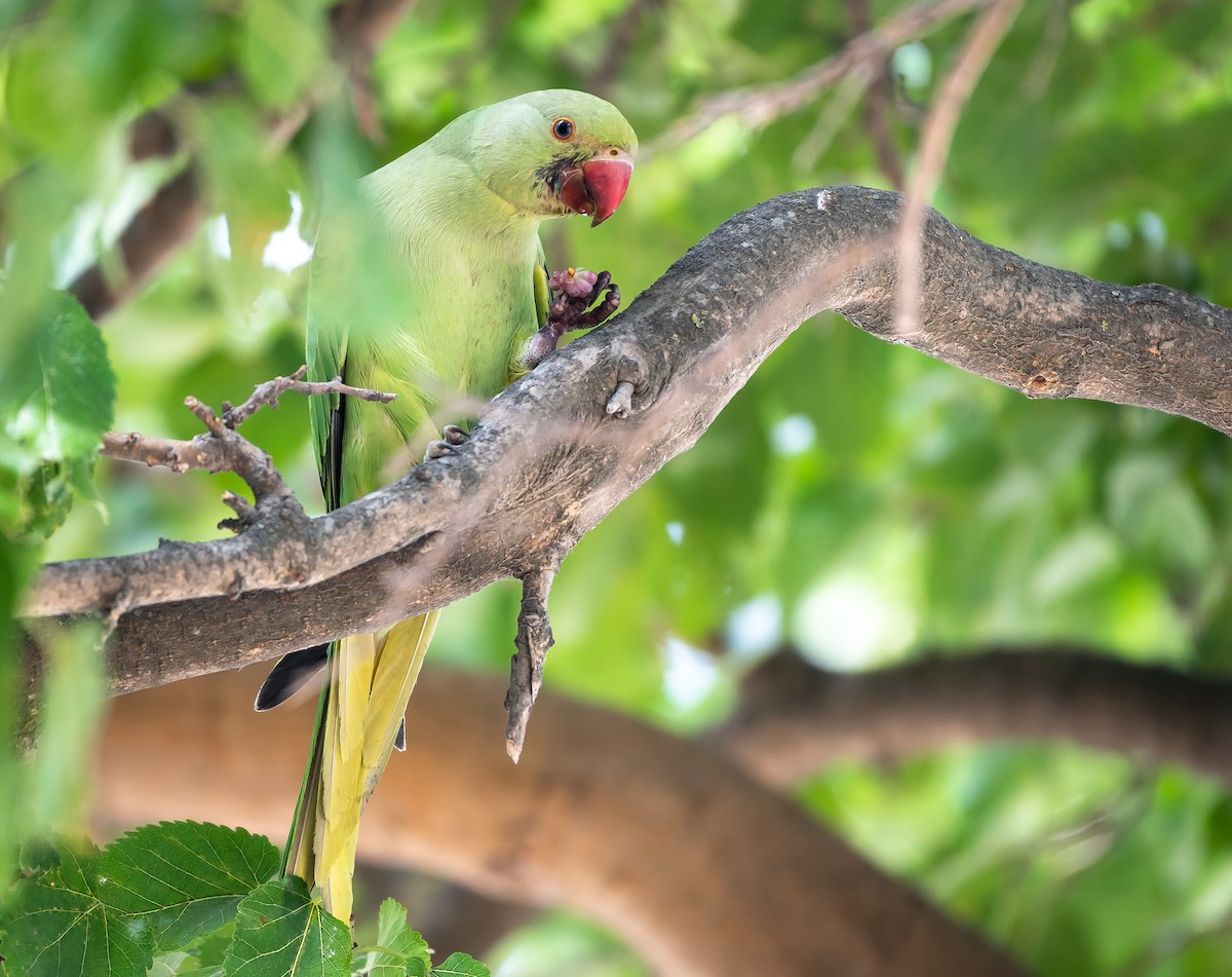 Rose-ringed Parakeet - ML467935211