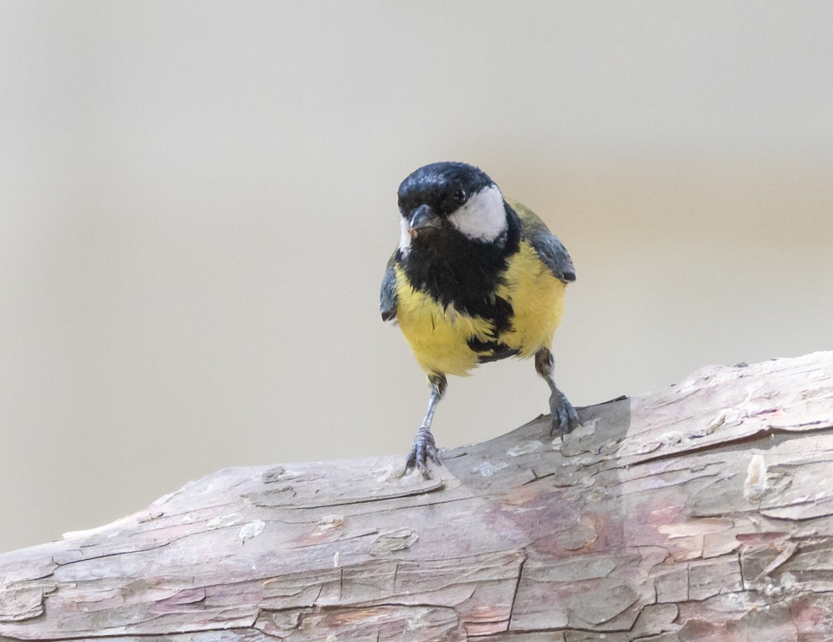 Great Tit - ML467935261