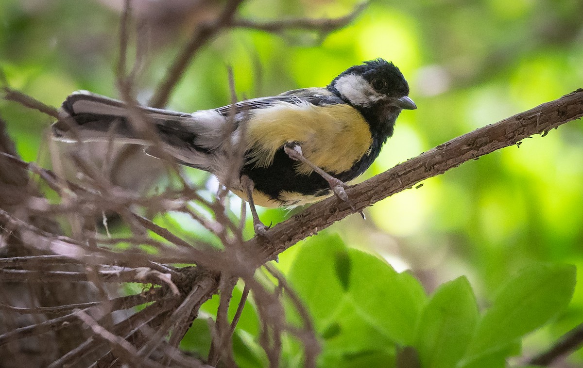 Mésange charbonnière - ML467935271