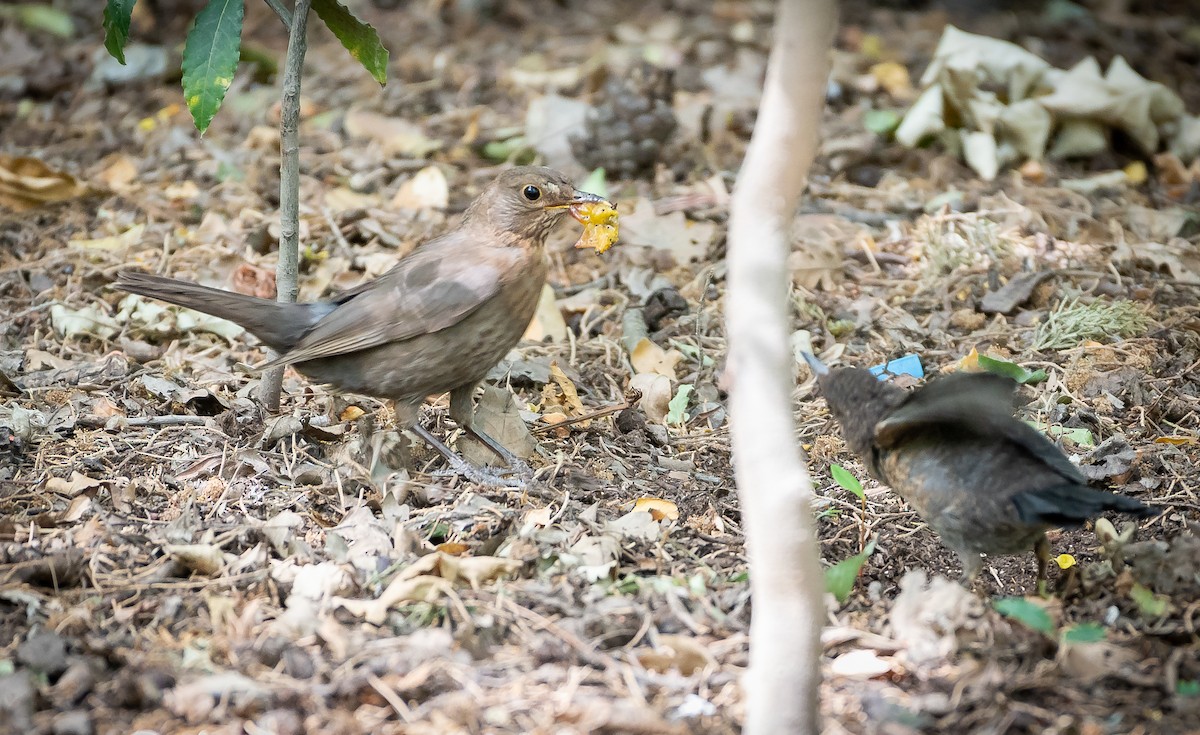 Eurasian Blackbird - Ramachandran Rajagopal