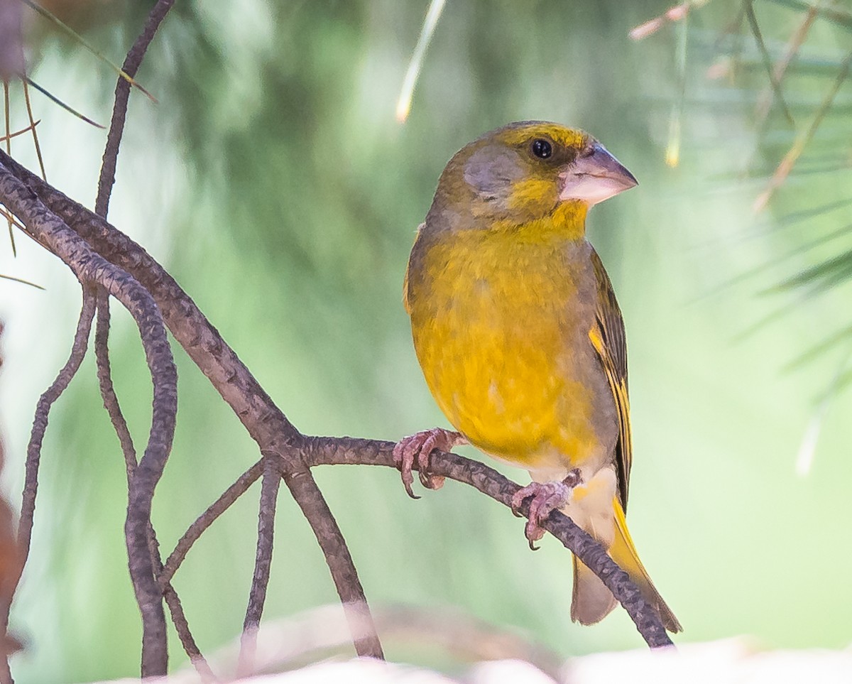 European Greenfinch - Ramachandran Rajagopal