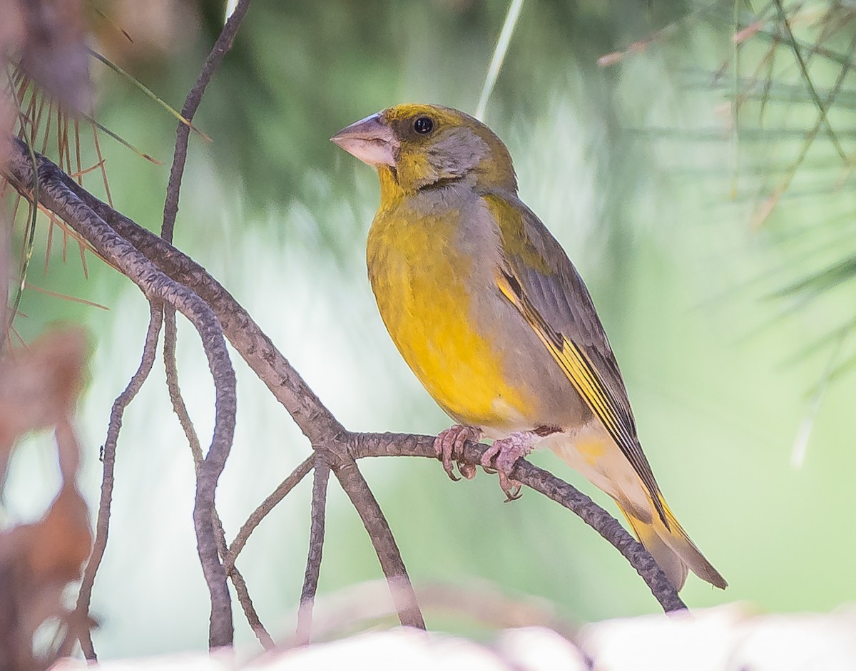 European Greenfinch - ML467935331