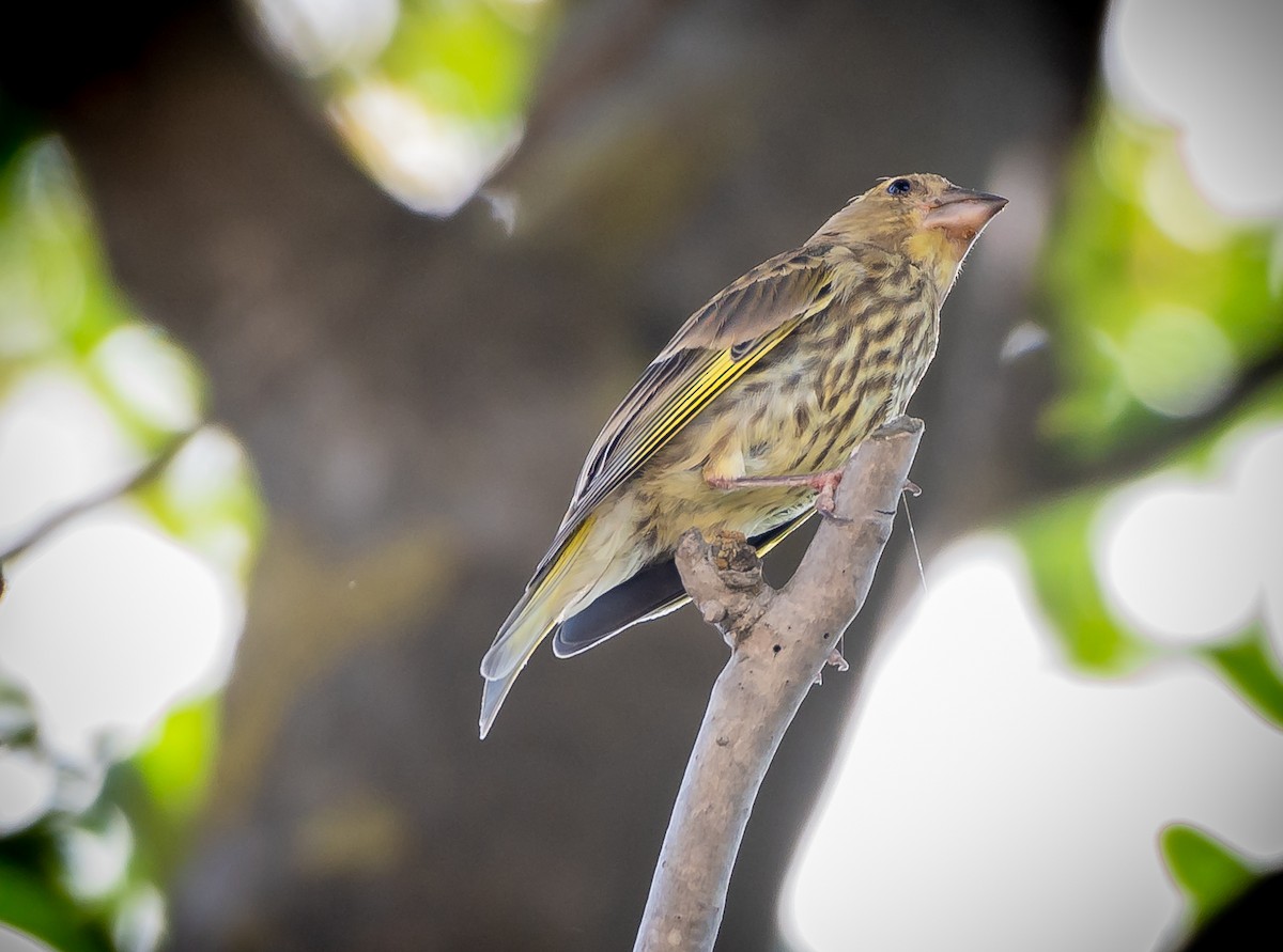 European Greenfinch - ML467935341