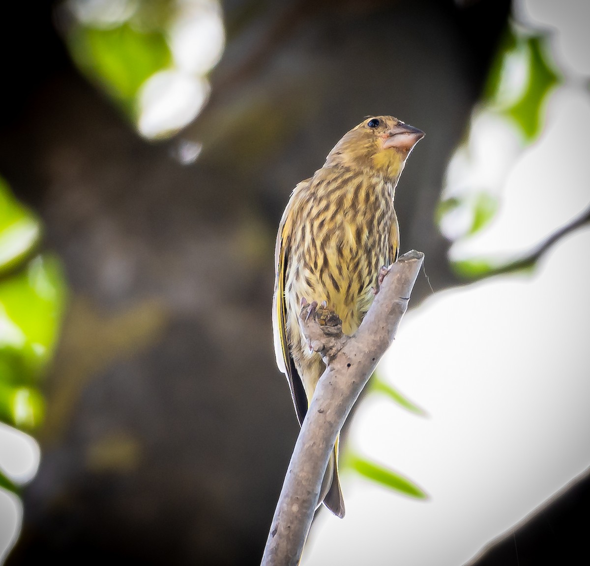 European Greenfinch - ML467935351