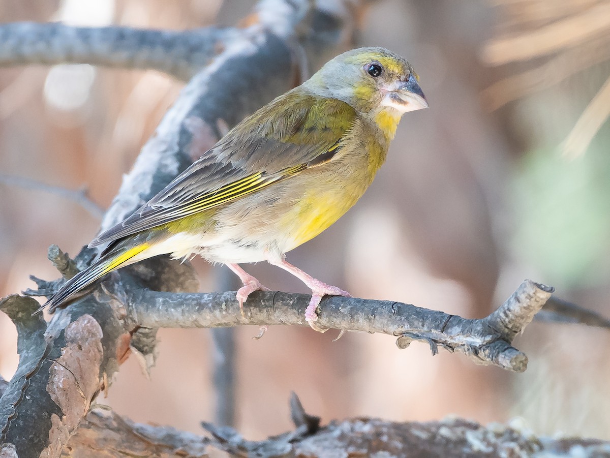 European Greenfinch - ML467935361