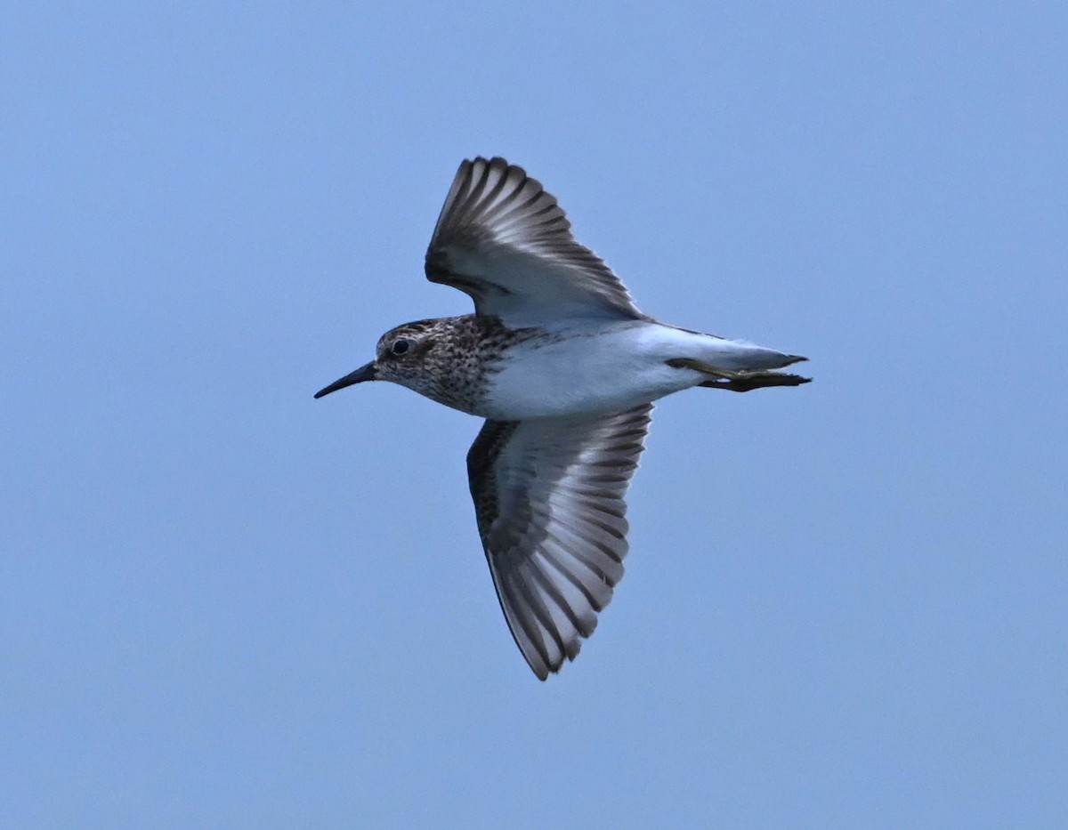 Least Sandpiper - ML467936511