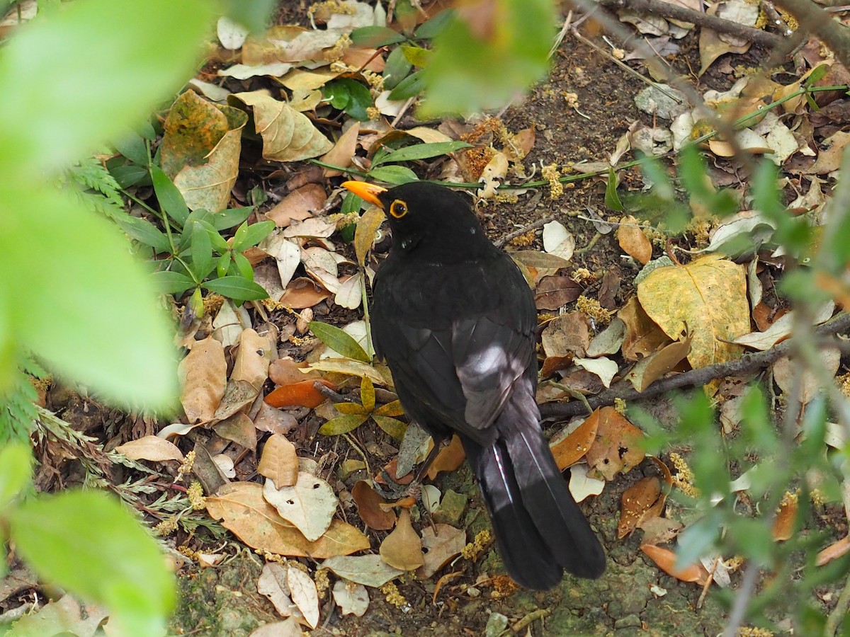 Eurasian Blackbird - ML467938011