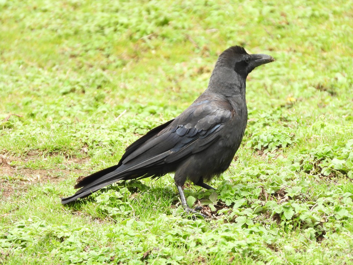 Large-billed Crow - Ansar Ahmad Bhat