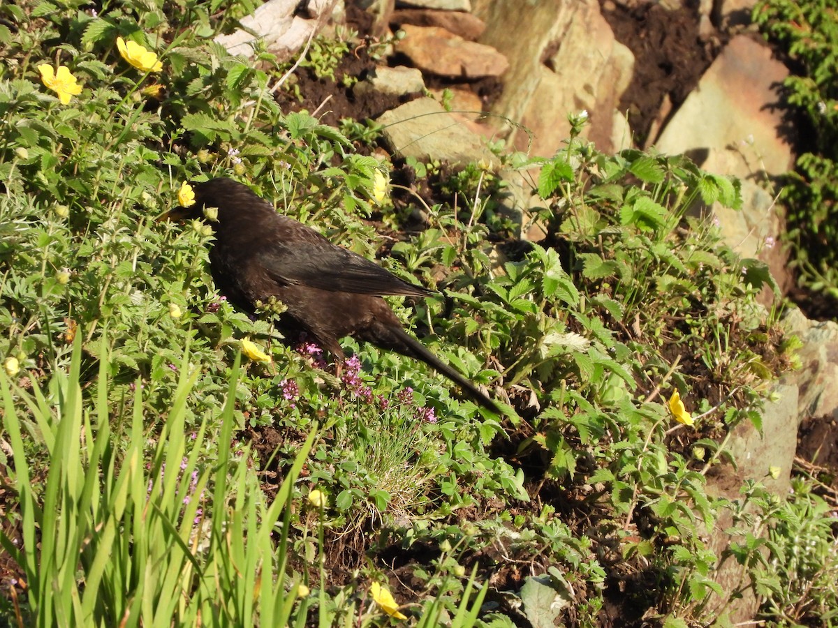 Tibetan Blackbird - Ansar Ahmad Bhat