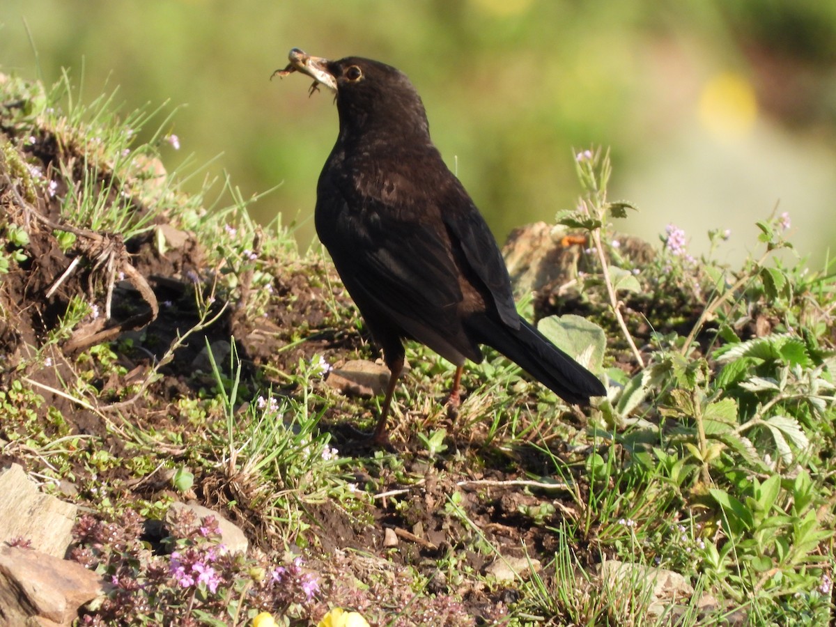 Tibetan Blackbird - ML467938911