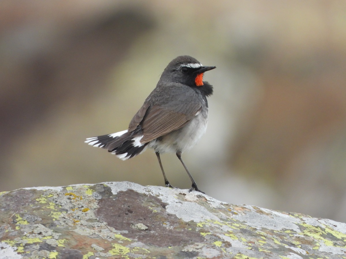 Himalayan Rubythroat - ML467938961