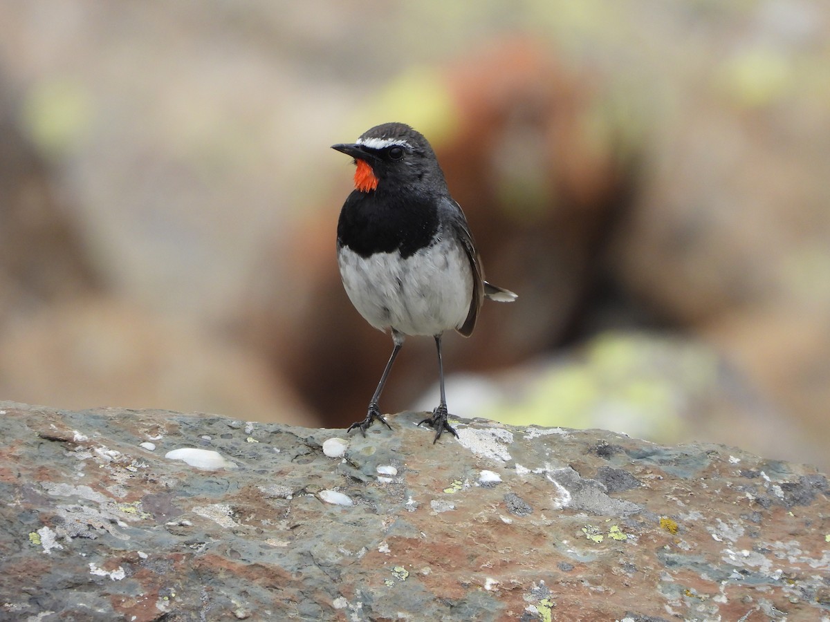 Himalayan Rubythroat - ML467938981