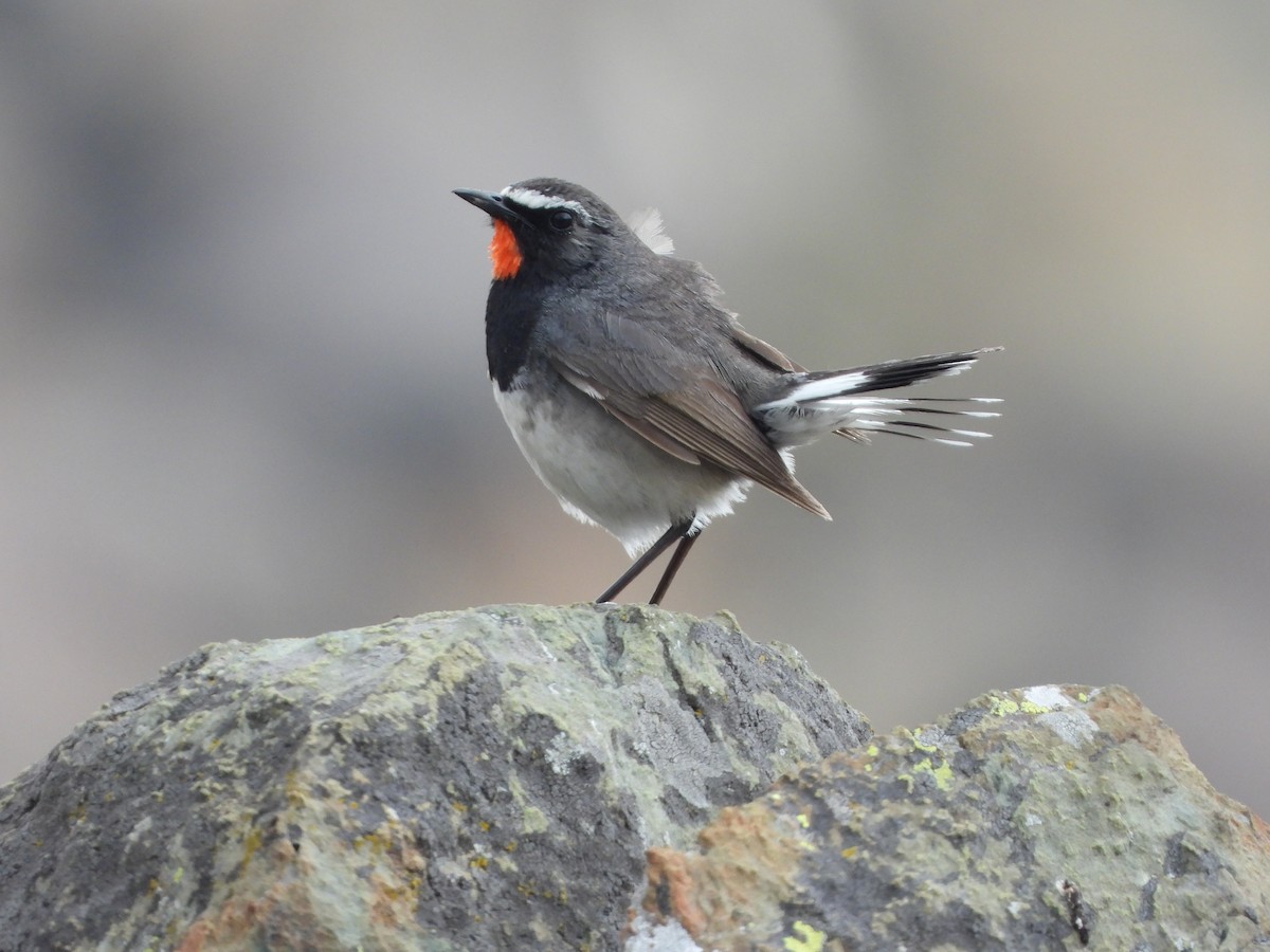 Himalayan Rubythroat - ML467938991