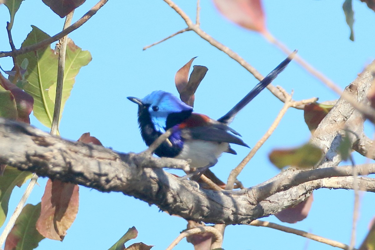 Purple-backed Fairywren (Lavender-flanked) - ML467939501