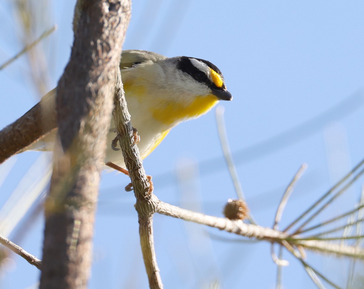 Striated Pardalote - Andy Gee