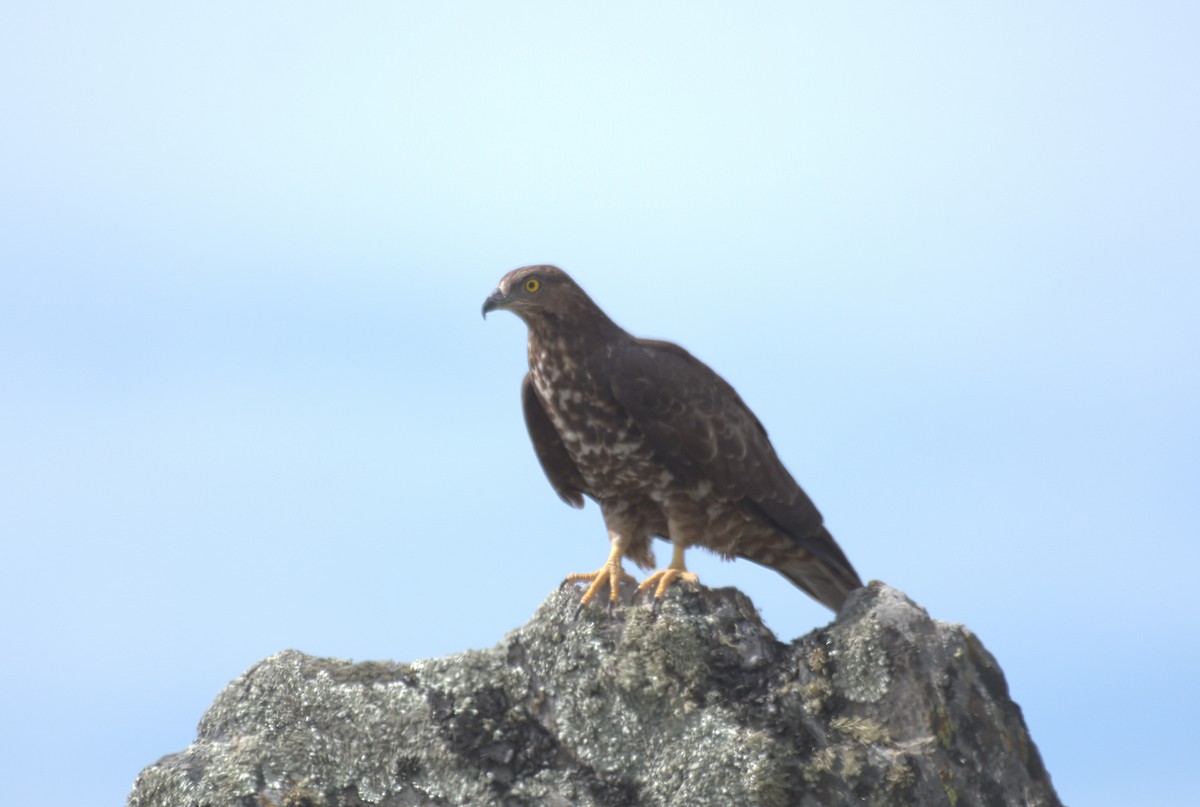 European Honey-buzzard - ML467942391