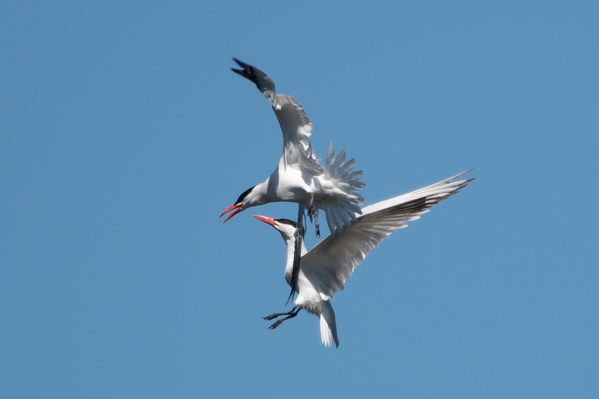 Caspian Tern - Christy Hibsch